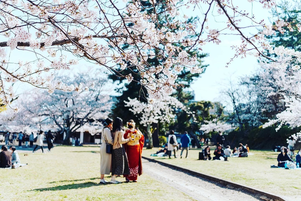 松江城下の桜2022