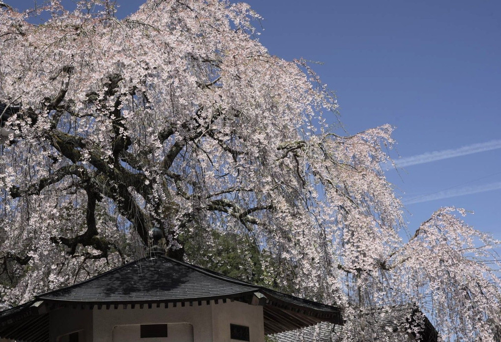 150年の枝垂桜