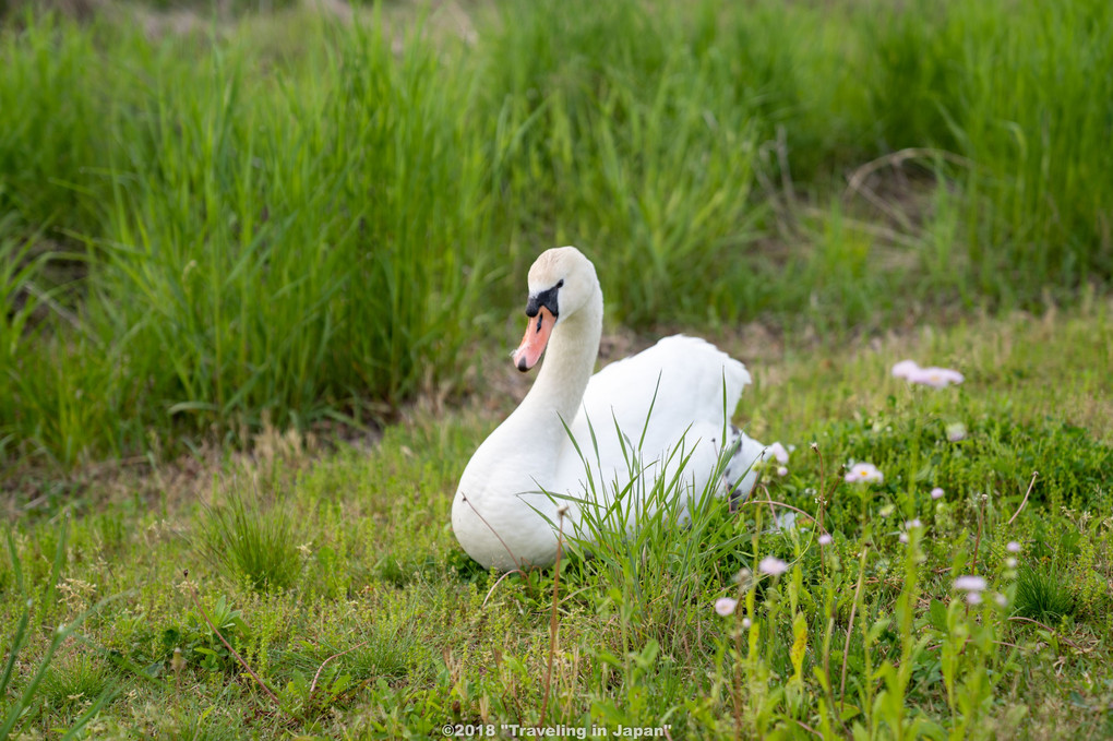 八木崎公園の白鳥・・・草も食べるのですね・・・