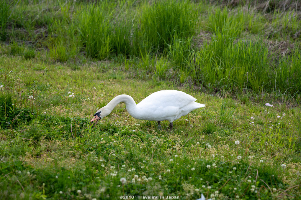 八木崎公園の白鳥・・・草も食べるのですね・・・