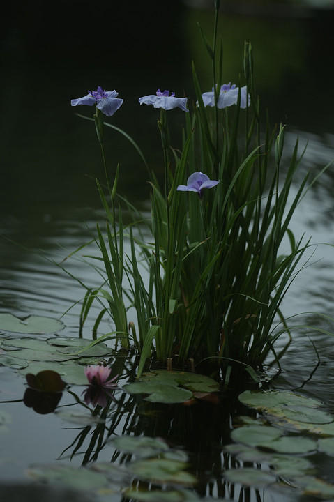 睡蓮の池の花菖蒲