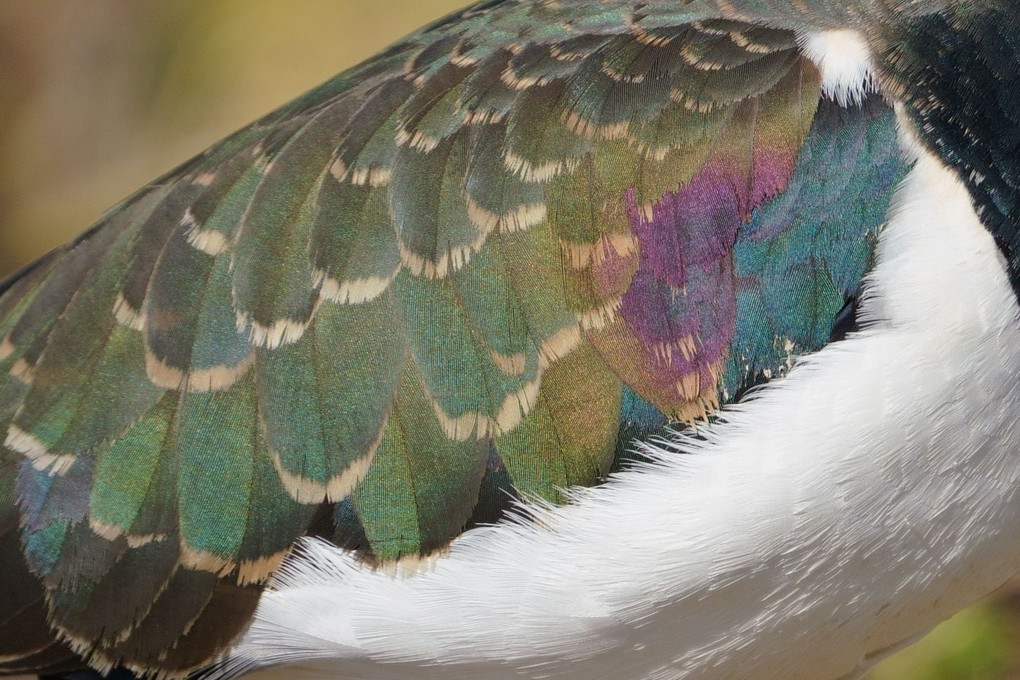 美しきタゲリの翼