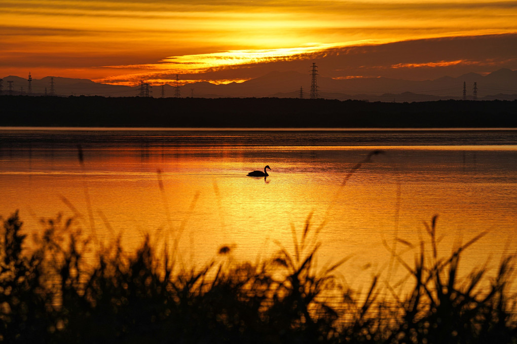 ウトナイ湖・朝焼けに映える白鳥
