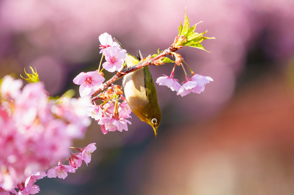 初春・光・彩　～河津桜の蜜を求めるメジロを撮り描き残す～