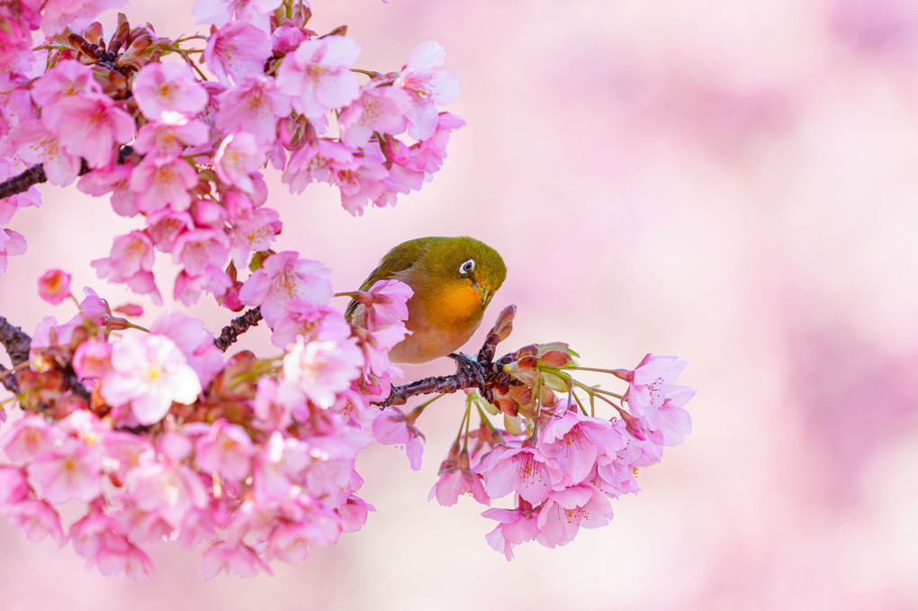 初春・光・彩　～河津桜の蜜を求めるメジロを撮り描き残す～