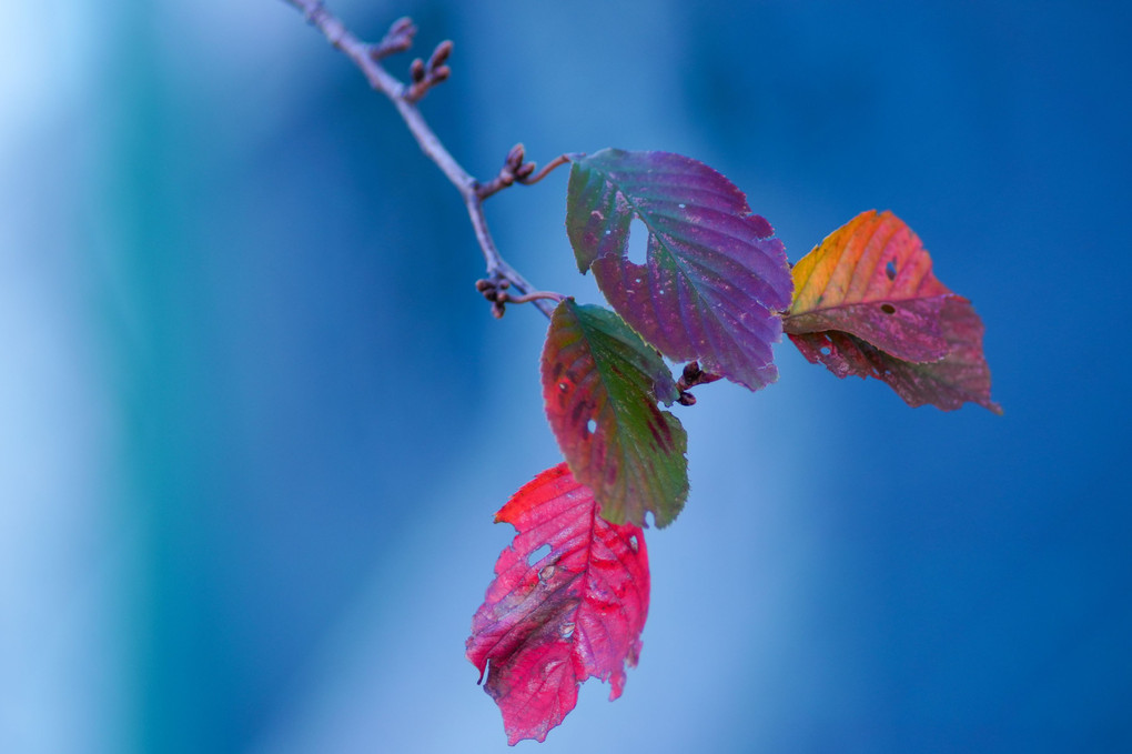 晩秋から初冬・光・彩　～満身創痍の紅葉から落葉へ撮り描き残す～