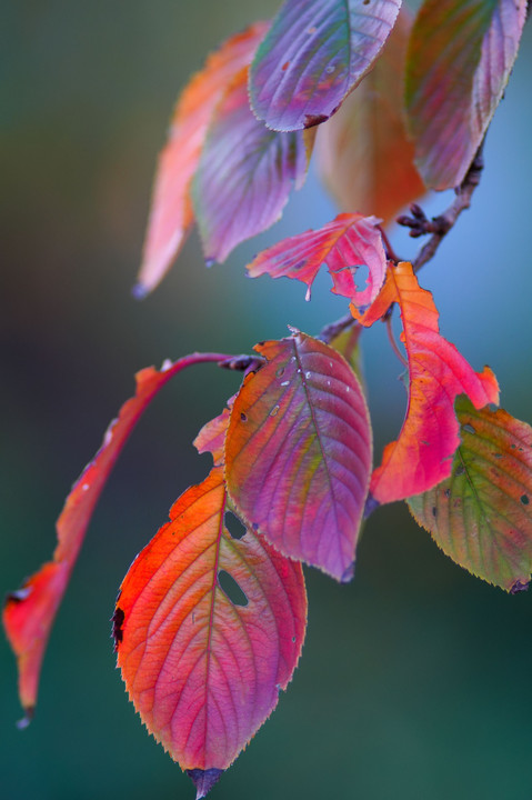 晩秋から初冬・光・彩　～満身創痍の紅葉から落葉へ撮り描き残す～