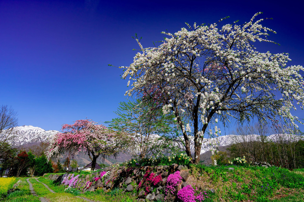 花桃　芝桜　そして白馬三山