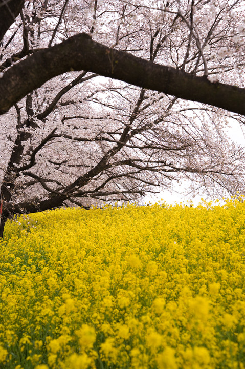熊谷の桜堤