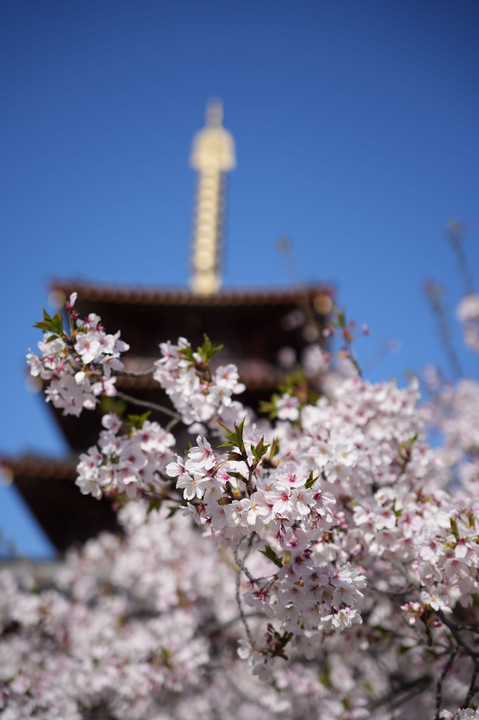 四天王寺五重塔に見守られる桜