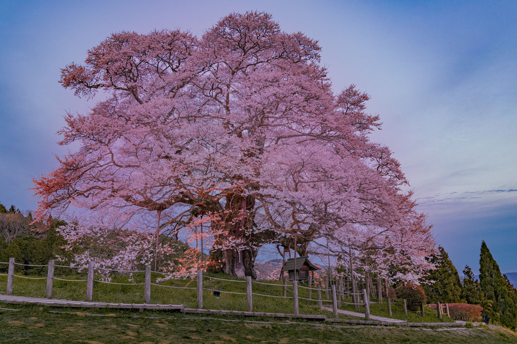 薄暮の櫻木