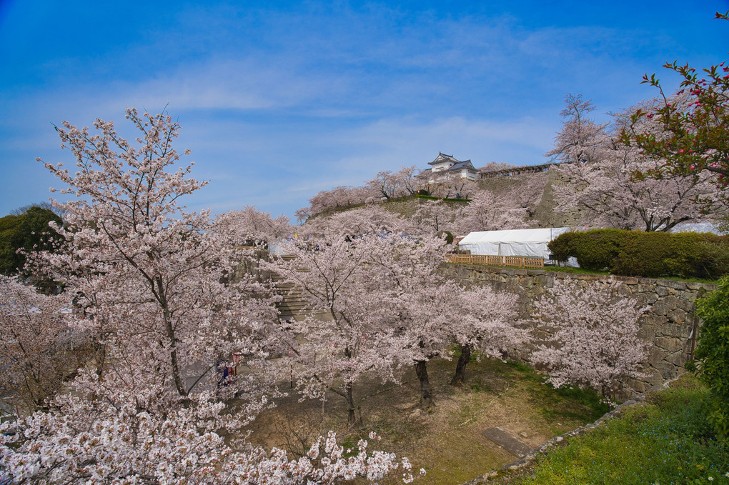 津山城の桜