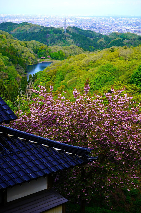 高野山真言宗　俱利伽羅不動尊　八重桜祭りを見に行く