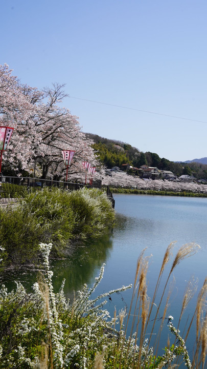 庄原、上野公園の桜