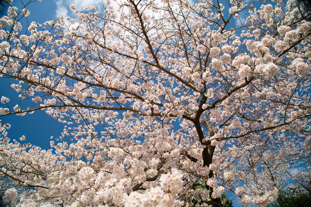 殉教公園の桜