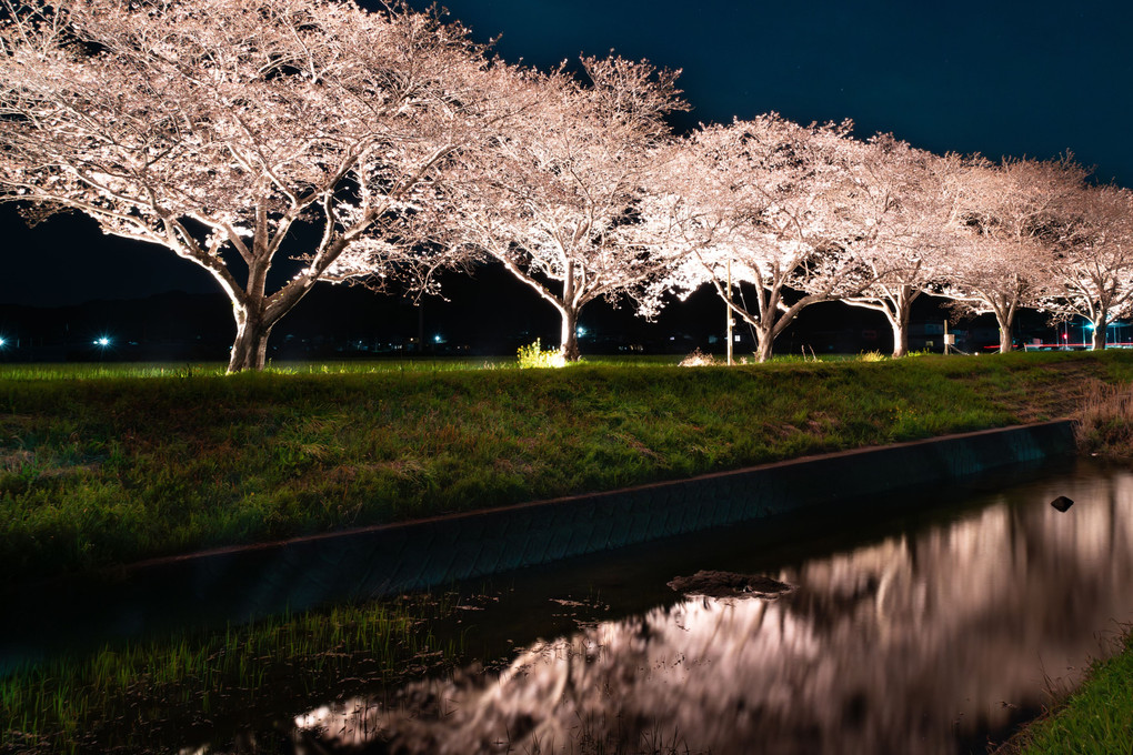 朝倉　草場川の桜並木