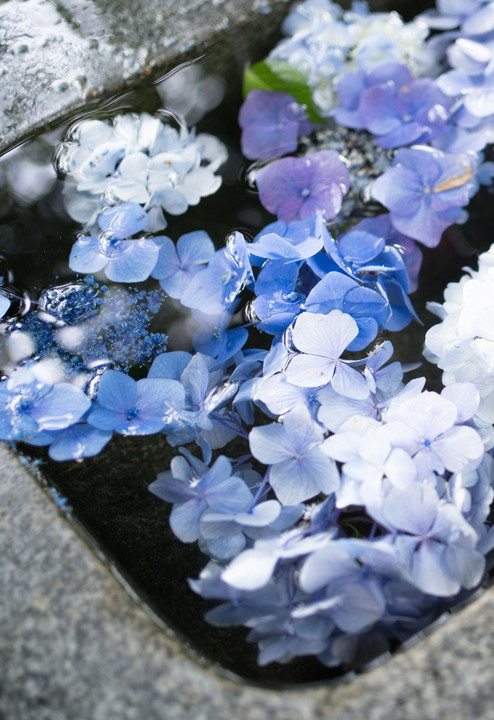 濡れ紫陽花