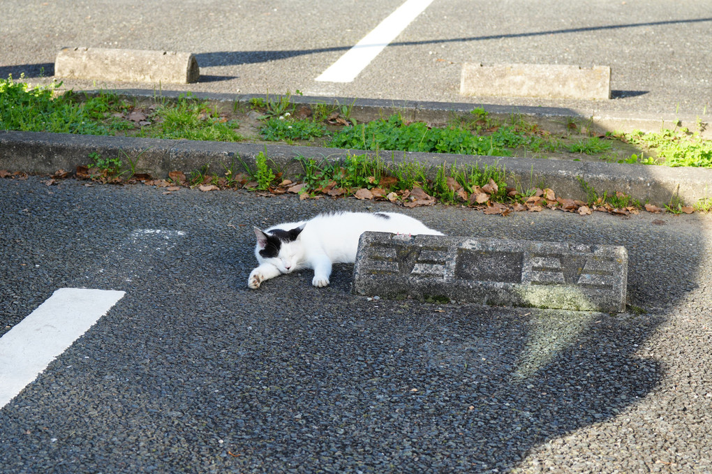 駐車場の車の影で寝てた猫