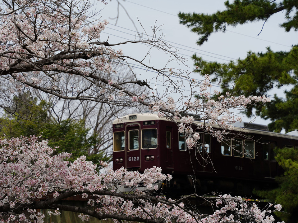 夙川と桜＆阪急電車