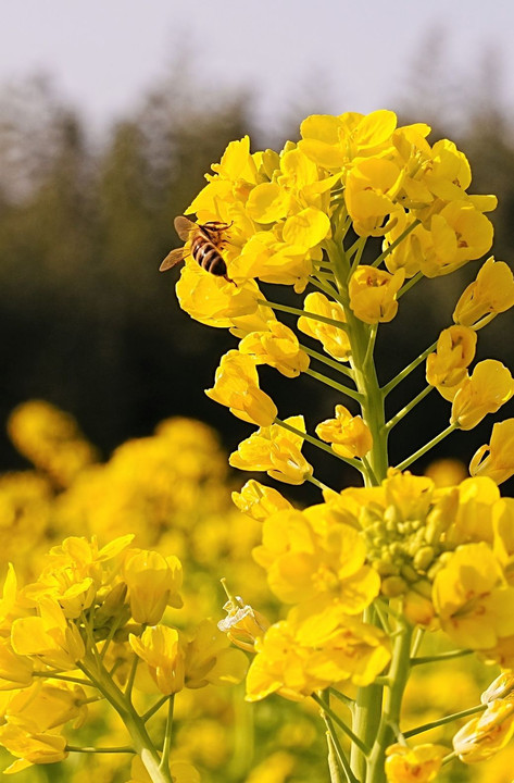 菜の花に集まる蜂