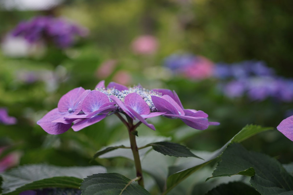 久安寺の紫陽花