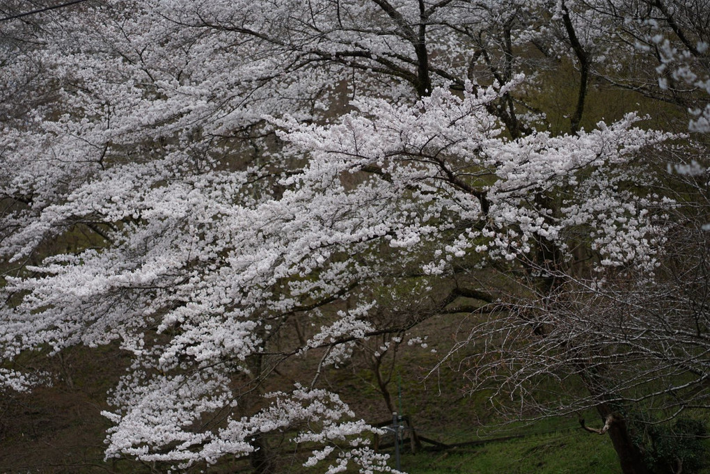 春　〜桜〜