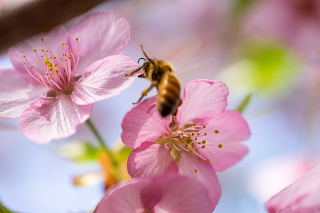桜と蜜蜂