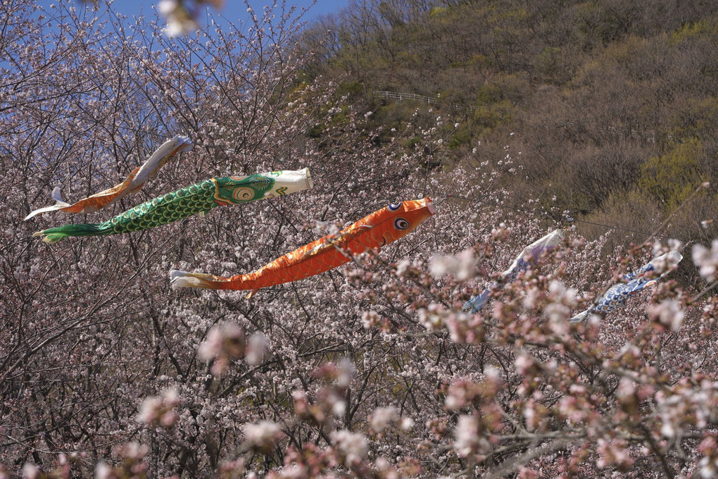 桜〜不動の滝カントリーパーク