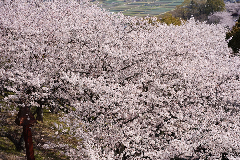 朝日山から望む桜並木。