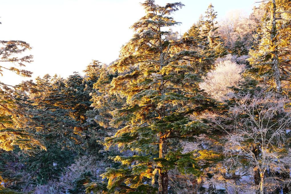 雪化粧の雲取山の森