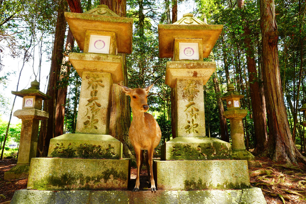 新緑の奈良公園