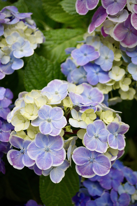 雨の紫陽花