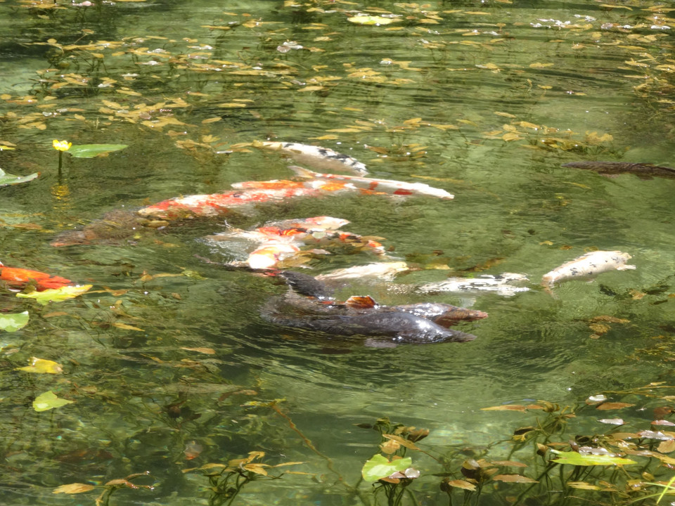 岐阜県モネの池