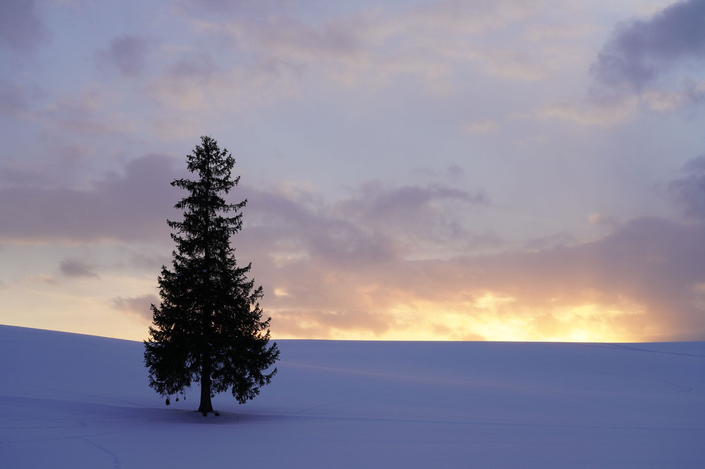 雪面の木
