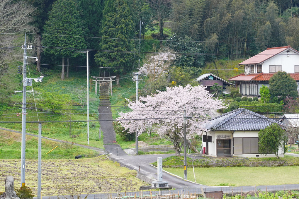 鳥居と桜（島根県）