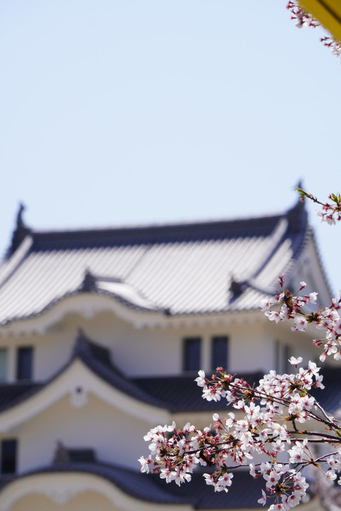 尼崎城と桜