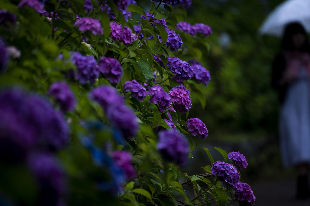 紫陽花には傘が似合う