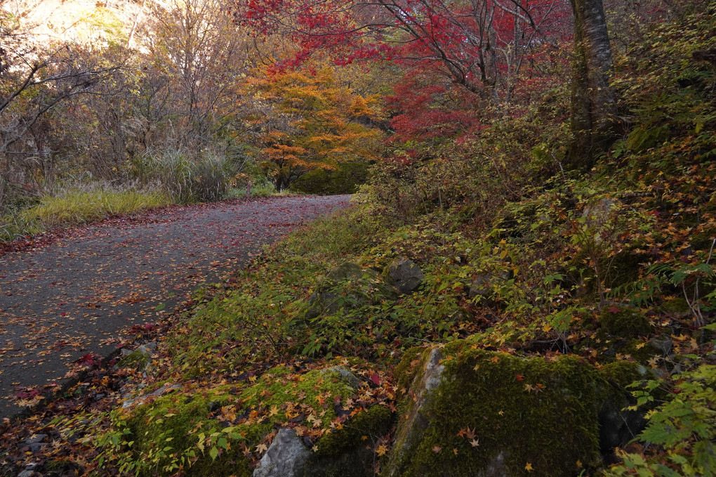 みたらい渓谷  紅葉