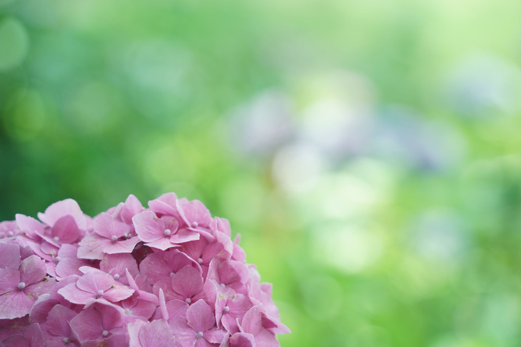 雨上がりのあじさい　#紫陽花