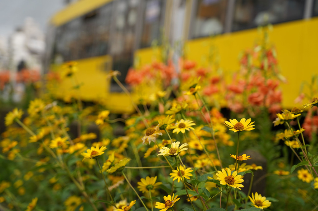 夏の花と電車