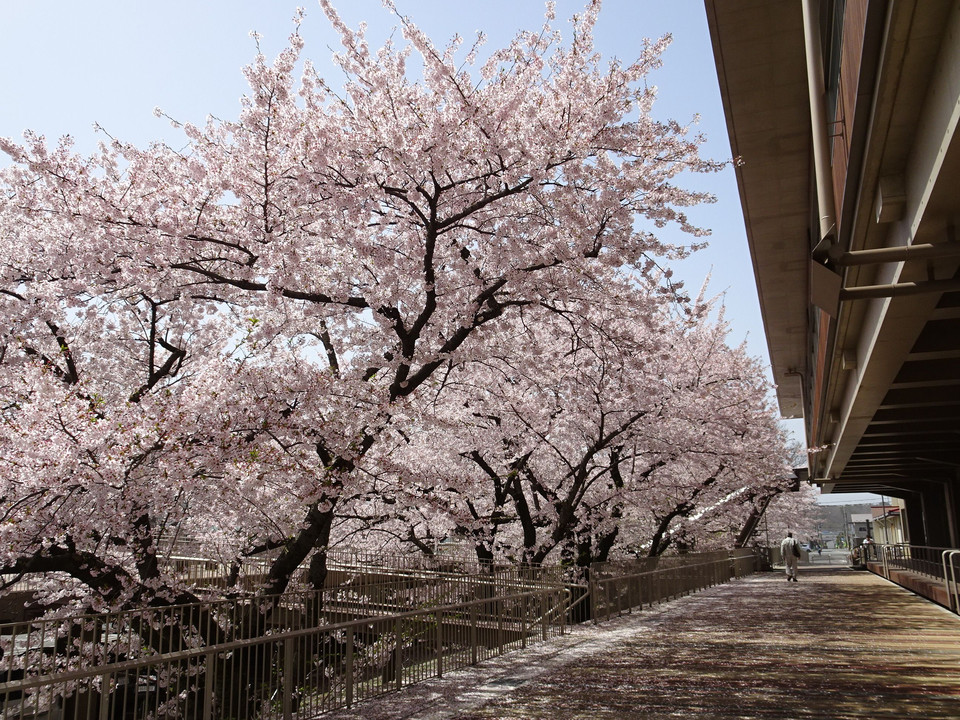 秋田県能代市役所の桜
