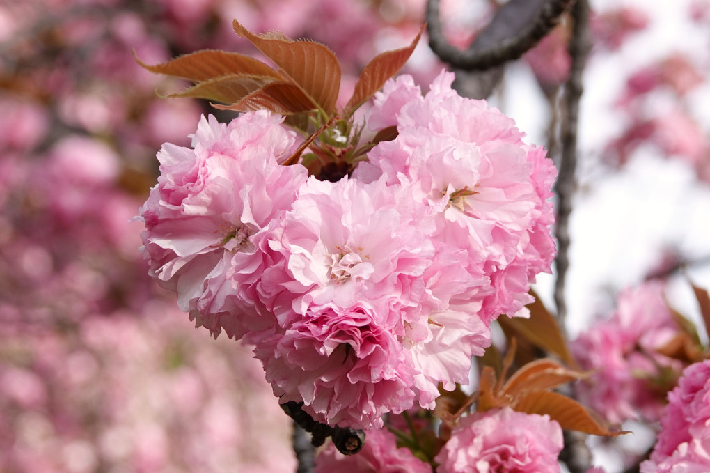 ハート形の八重桜