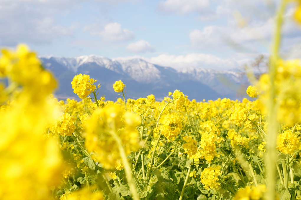 冠雪の比良山と黄色い花