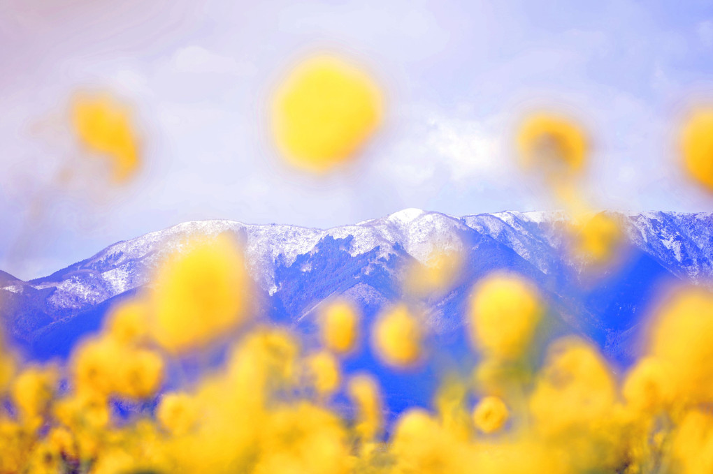 冠雪の比良山と黄色い花