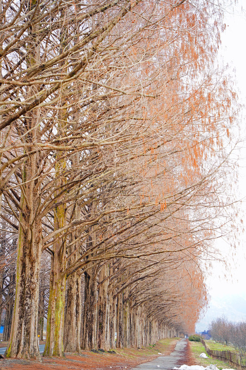 冬のメタセコイア並木