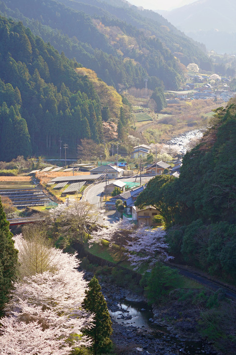 名松線界隈　君ケ野ダムから竹原の淡墨桜を眺める