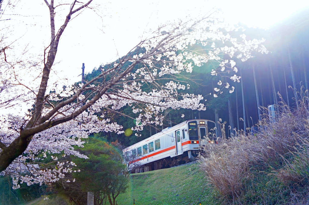 名松線　桜　キハ１１