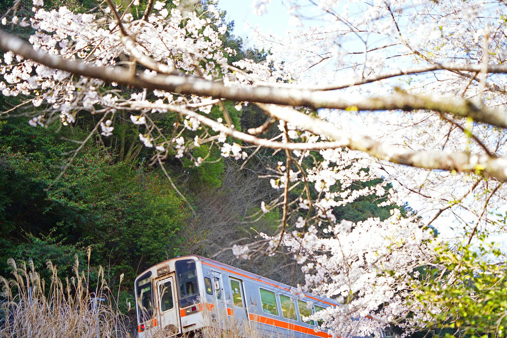 名松線　桜　キハ１１　その2