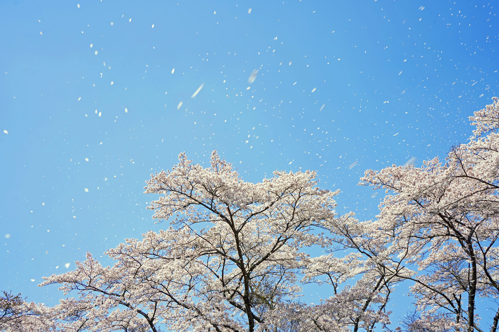 青空に　桜吹雪