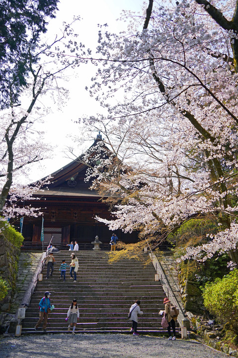 古刹の桜　三井寺